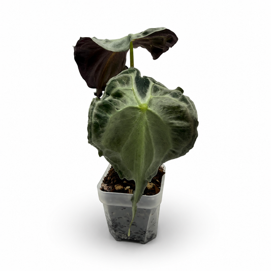 Alocasia “Venom”