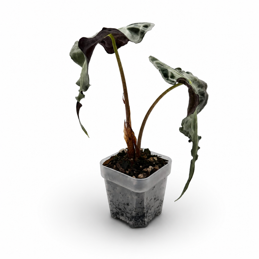 Alocasia “Venom”