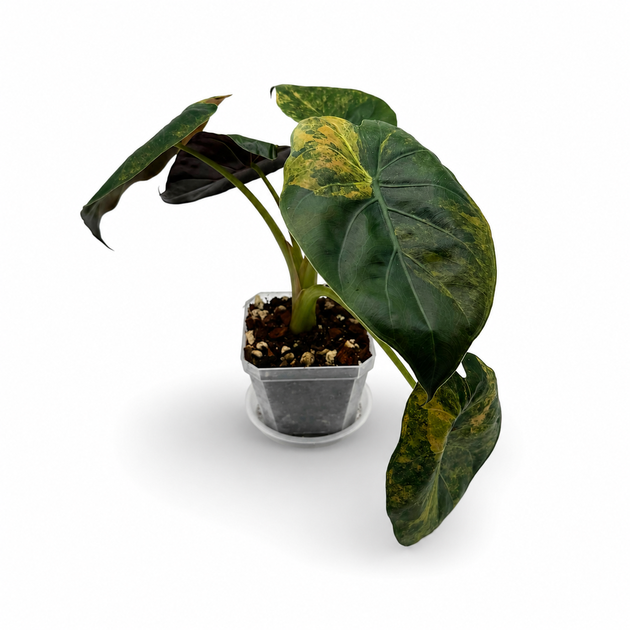 Alocasia Wentii Aurea Variegata