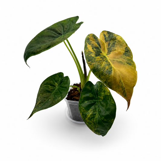 Alocasia Wentii Aurea Variegata