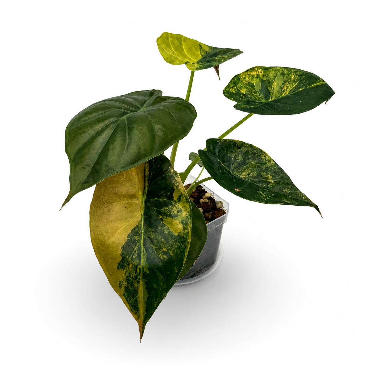 Alocasia Wentii Aurea Variegata