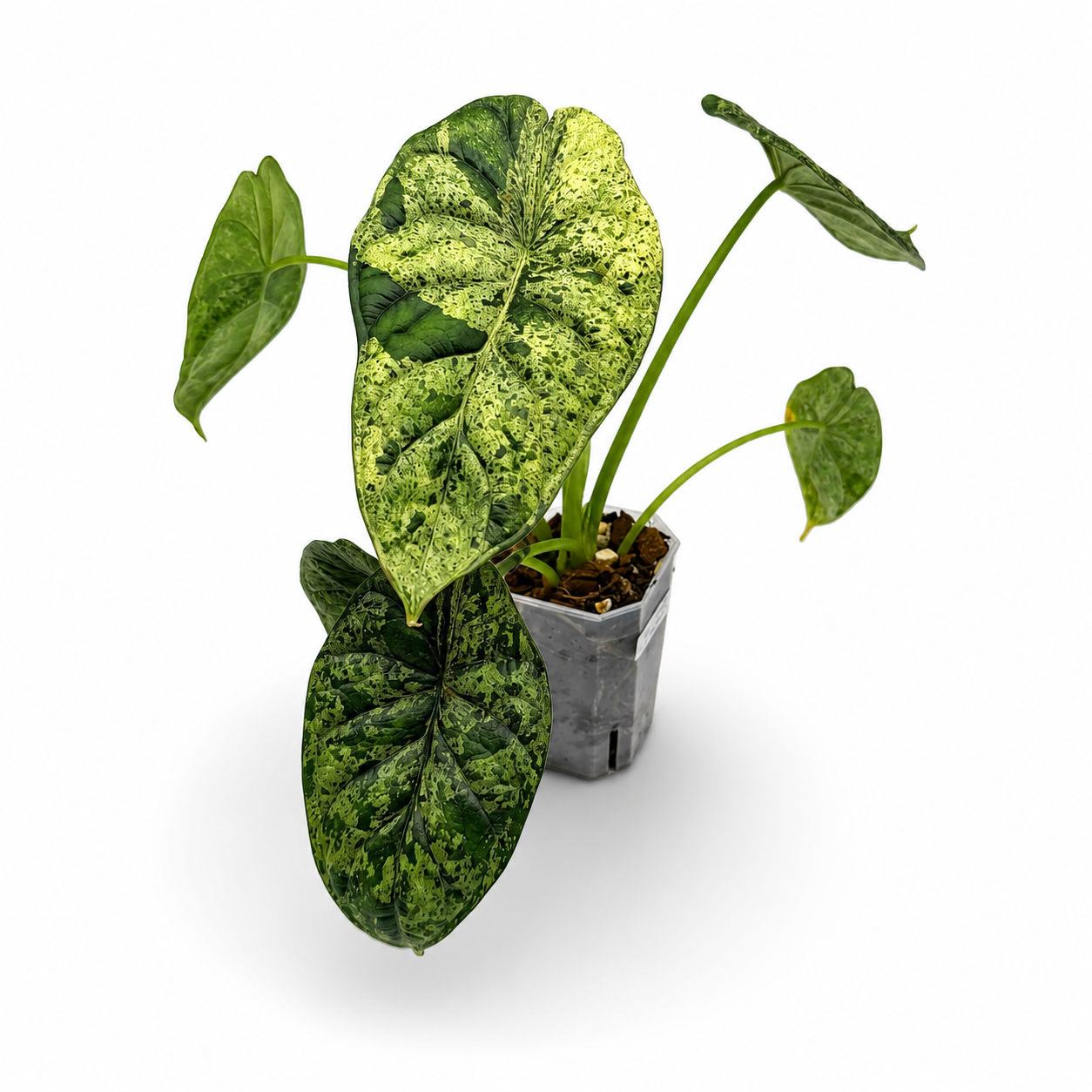 Alocasia Dragon Scale Mint