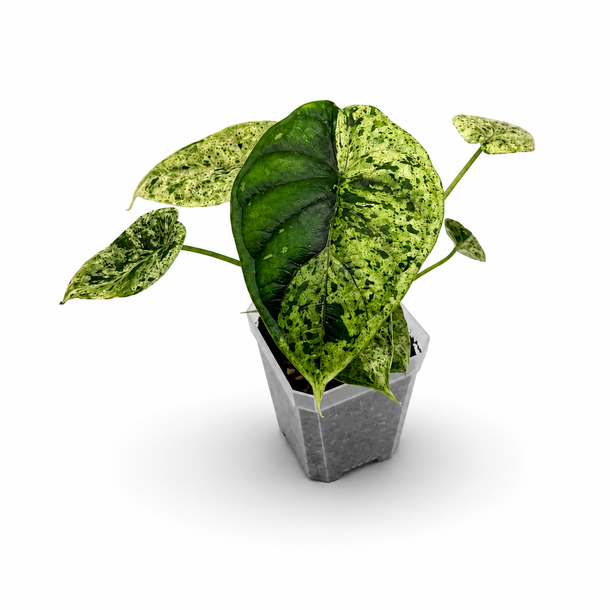 Alocasia Dragon Scale Mint