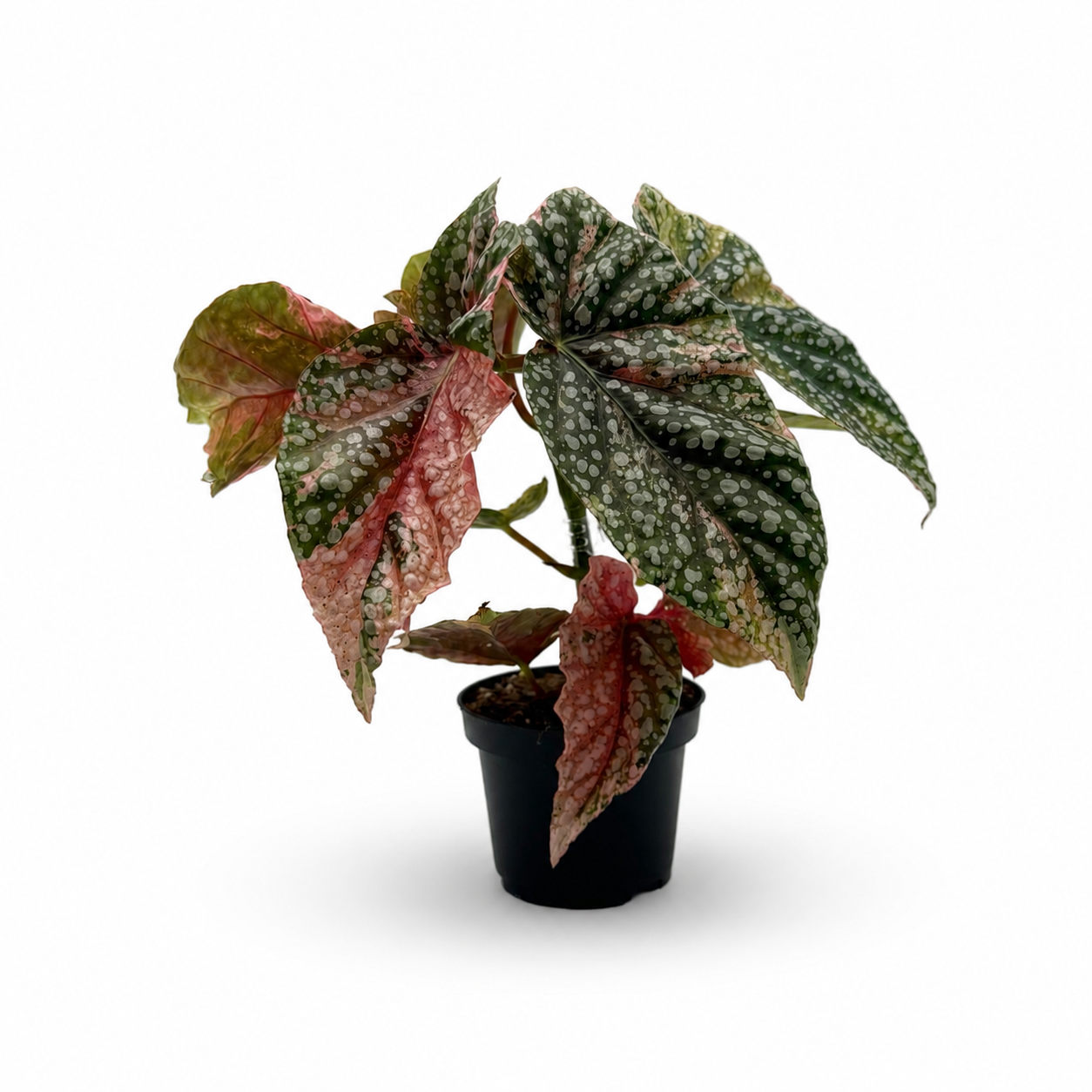 Begonia Snowcap Pink Variegata