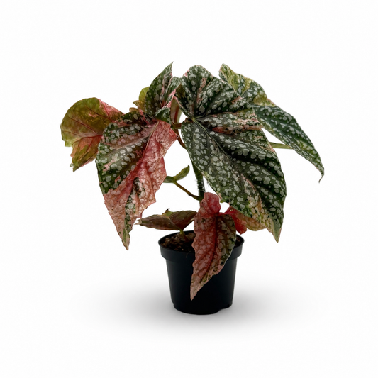 Begonia Snowcap Pink Variegata