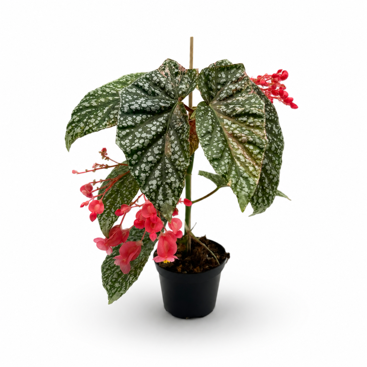 Begonia Snowcap Pink Variegata