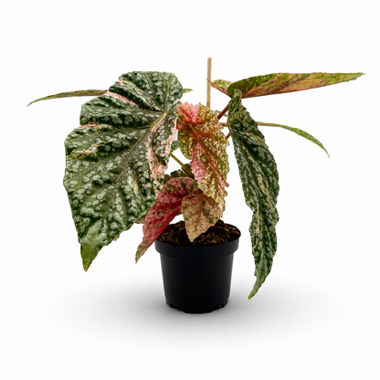 Begonia Snowcap Pink Variegata