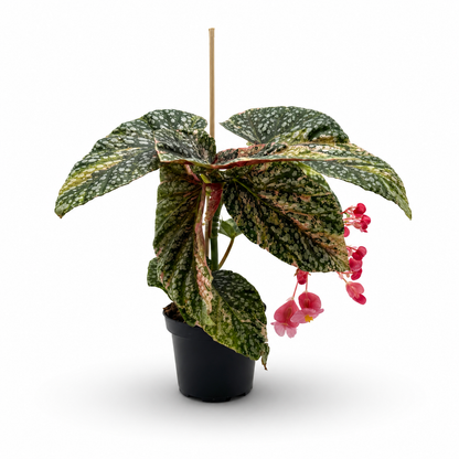 Begonia Snowcap Pink Variegata