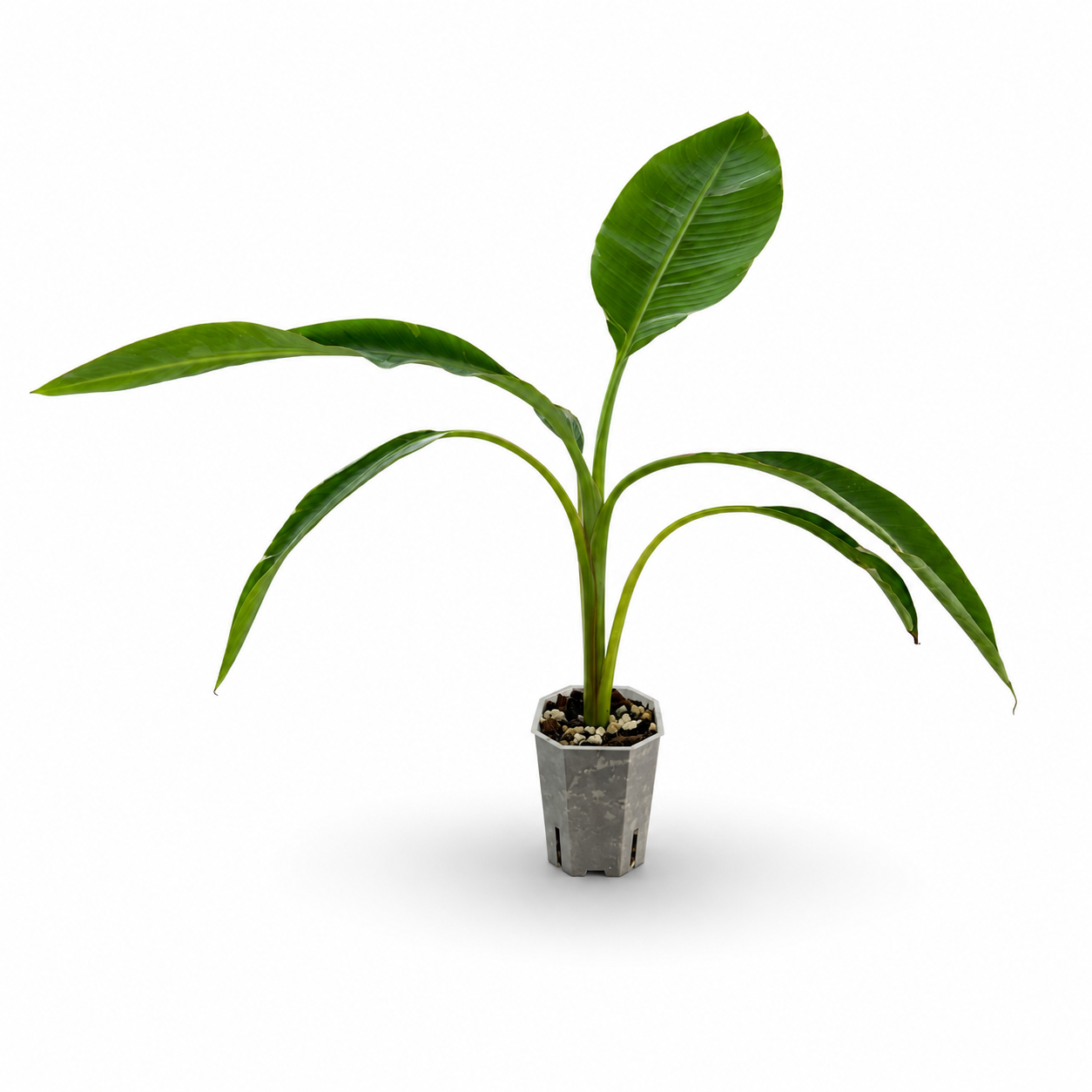 Musa (Bananenpflanze) Variegata