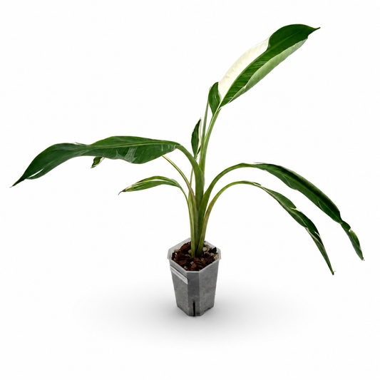 Musa (Bananenpflanze) Variegata