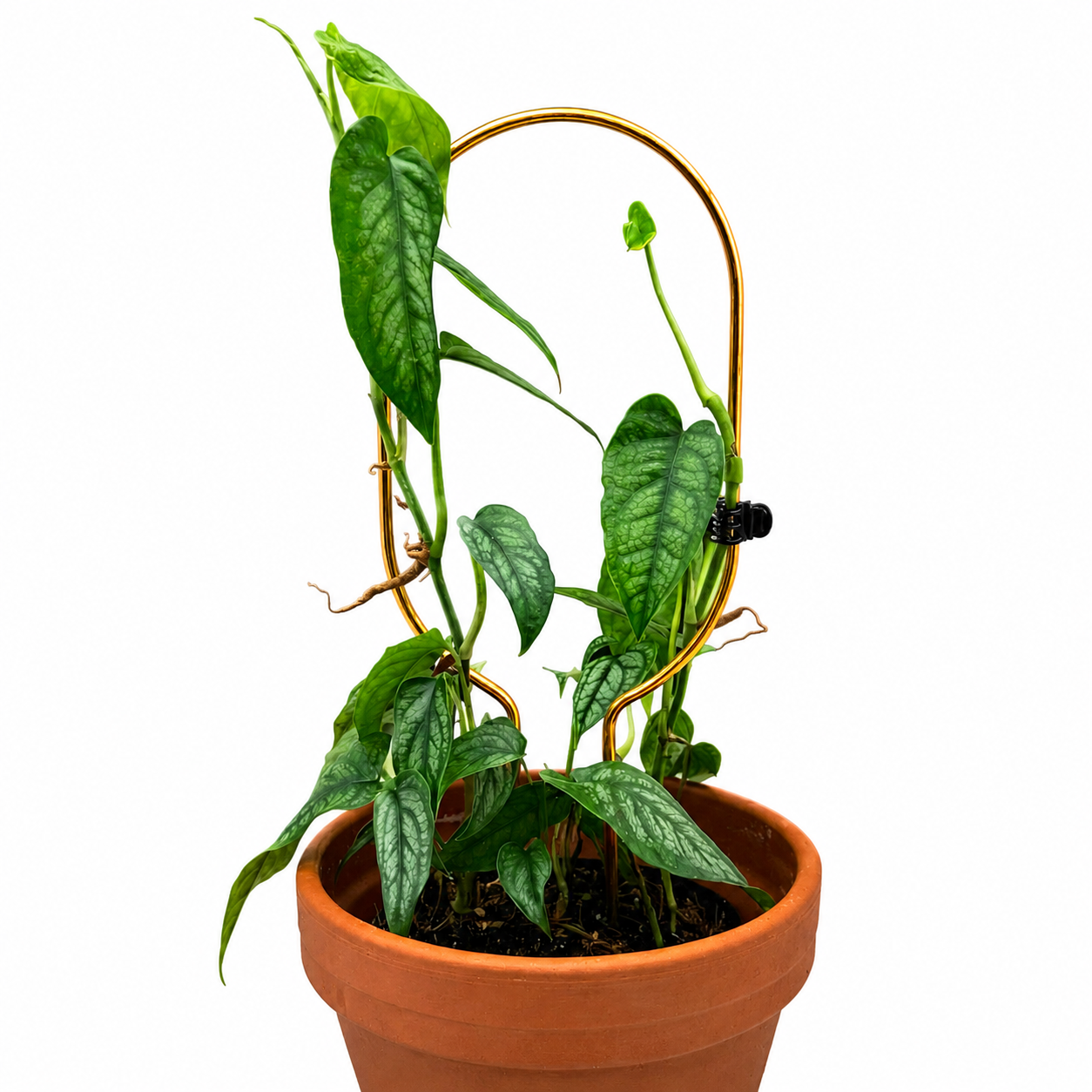 Mini-Rankhilfe “Hoop” von Botanopia | 32 cm