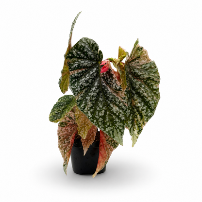 Begonia Snowcap Pink Variegata