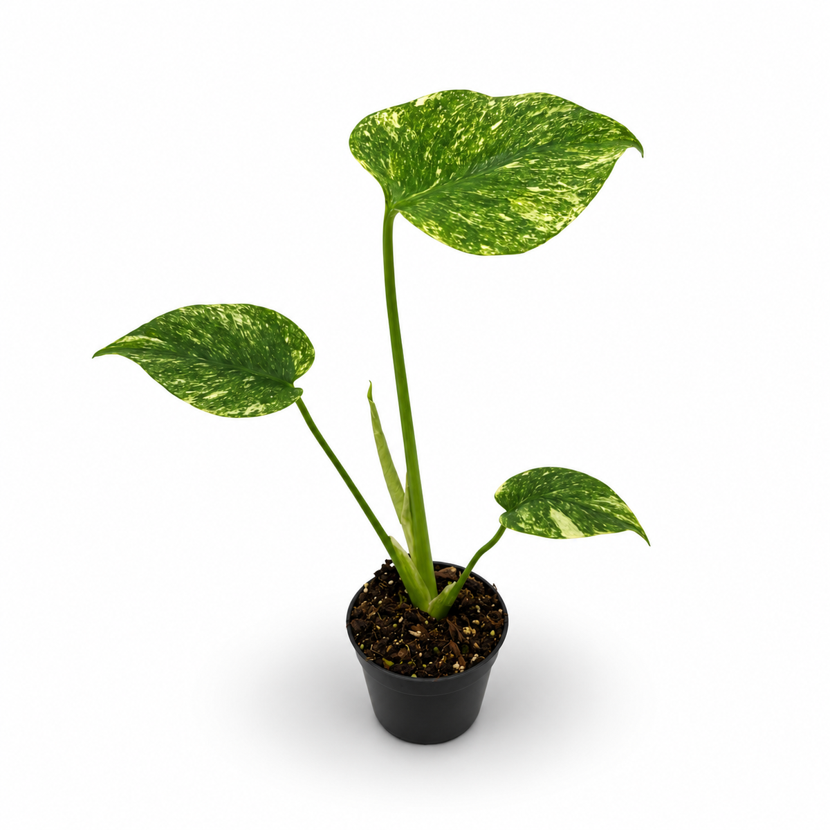 Monstera Deliciosa Green Snow