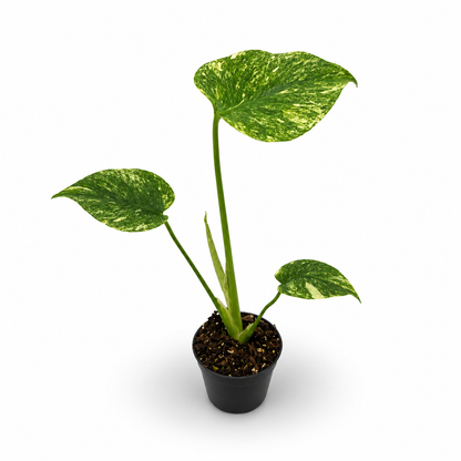Monstera Deliciosa Green Snow