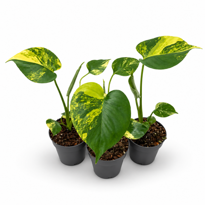 Monstera Deliciosa Aurea Variegata ‘Yellow Marilyn’
