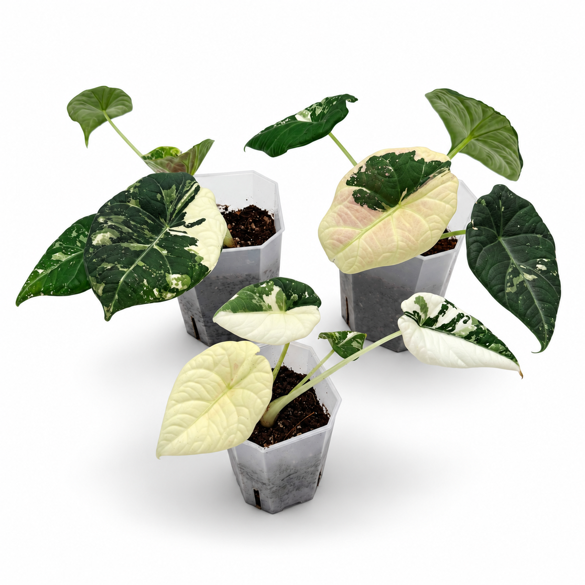 Alocasia Maharani Albo Variegata