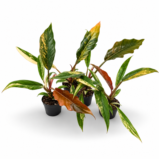 Philodendron Caramel Marble Variegata
