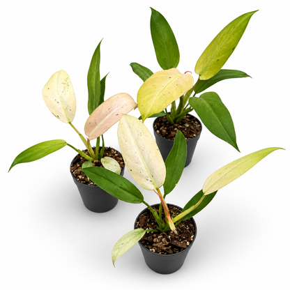 Philodendron Whipple Way
