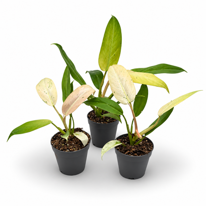 Philodendron Whipple Way