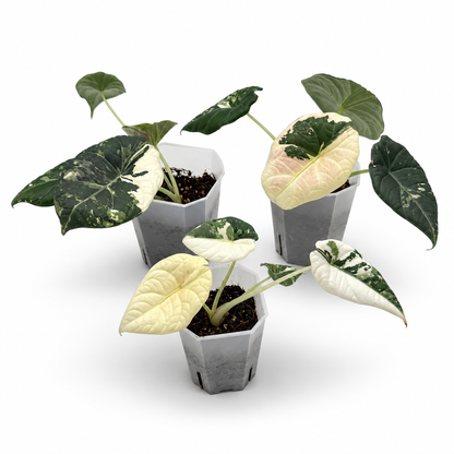 Alocasia Maharani Albo Variegata