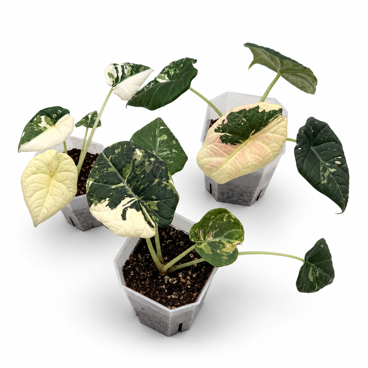 Alocasia Maharani Albo Variegata