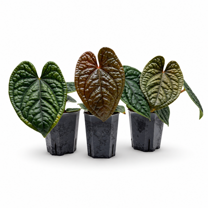 Anthurium Luxurians