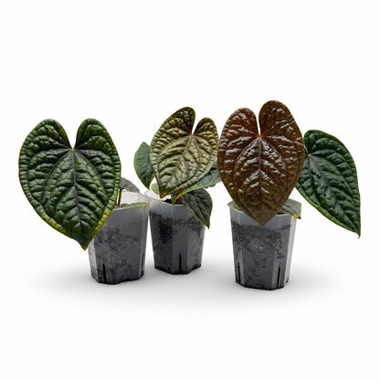 Anthurium Luxurians