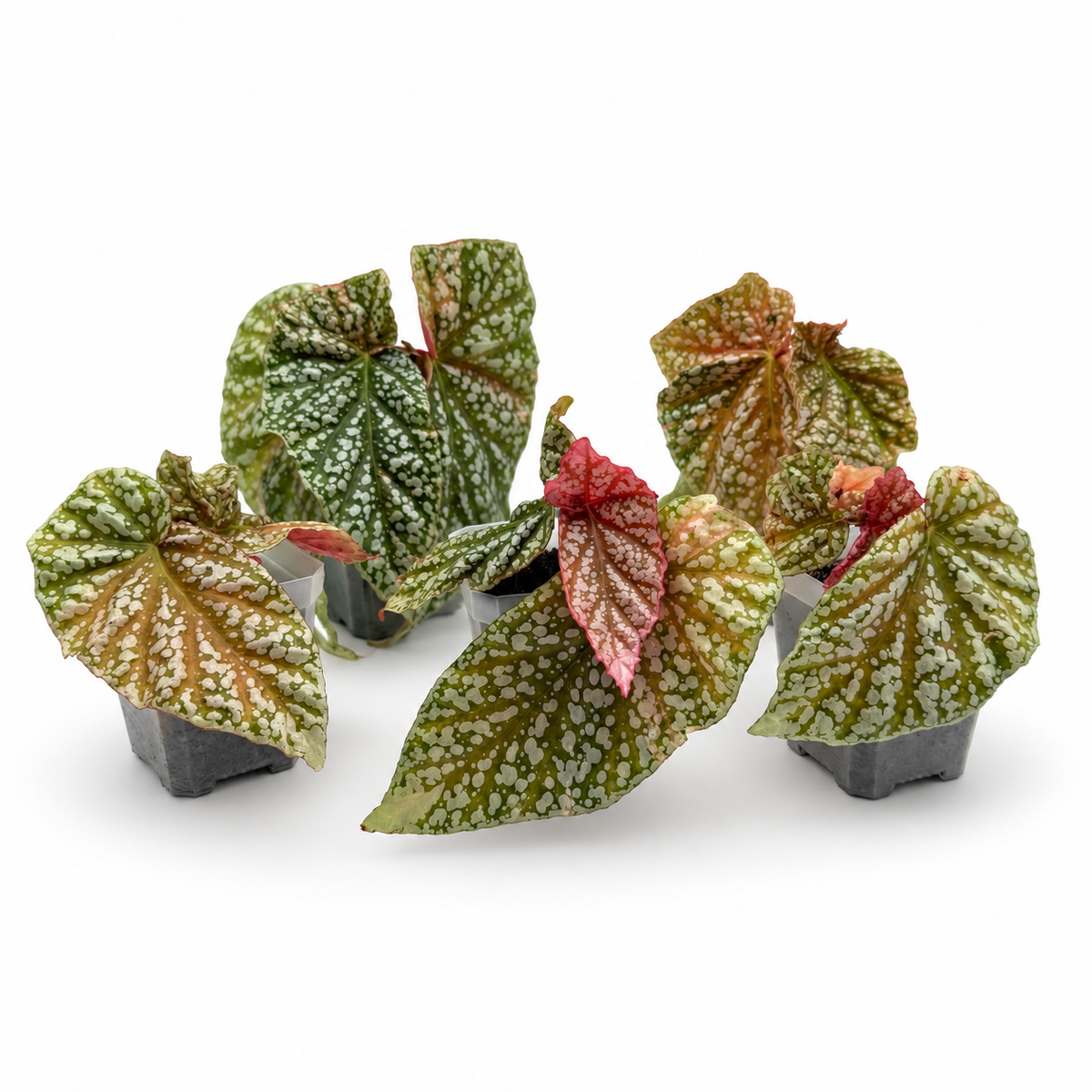 Begonia Snowcap Pink