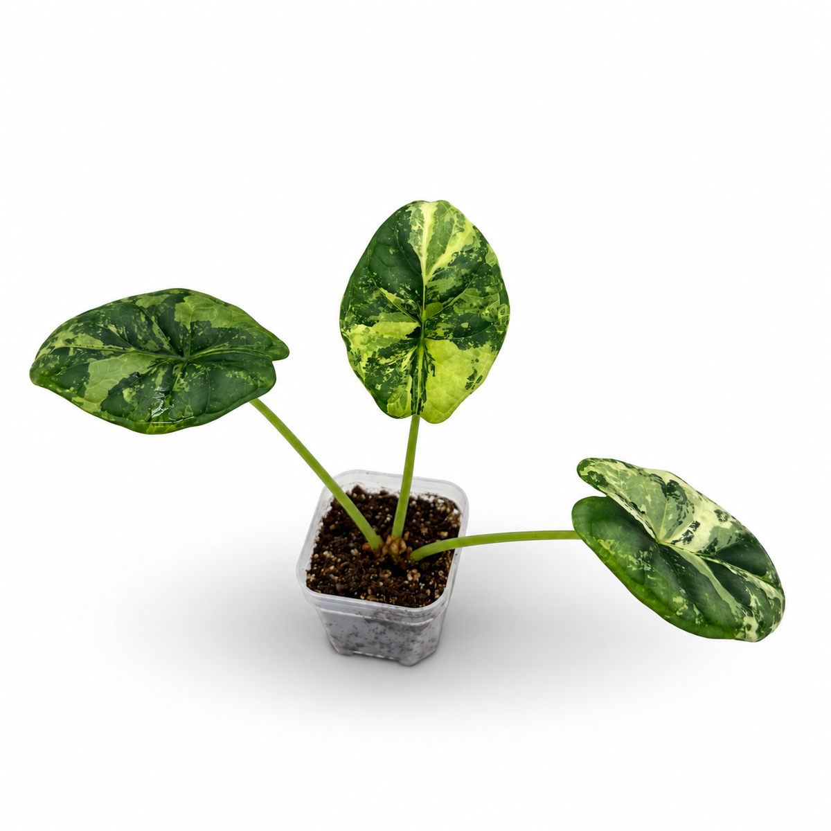 Alocasia Dragon Scale Variegated