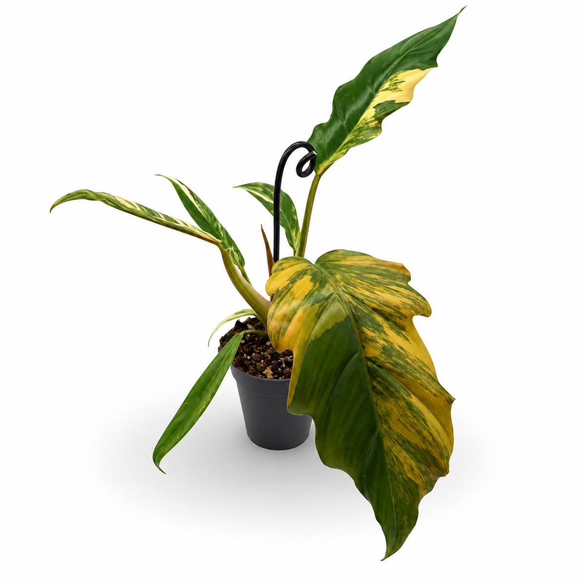 Philodendron Caramel Marble Variegata