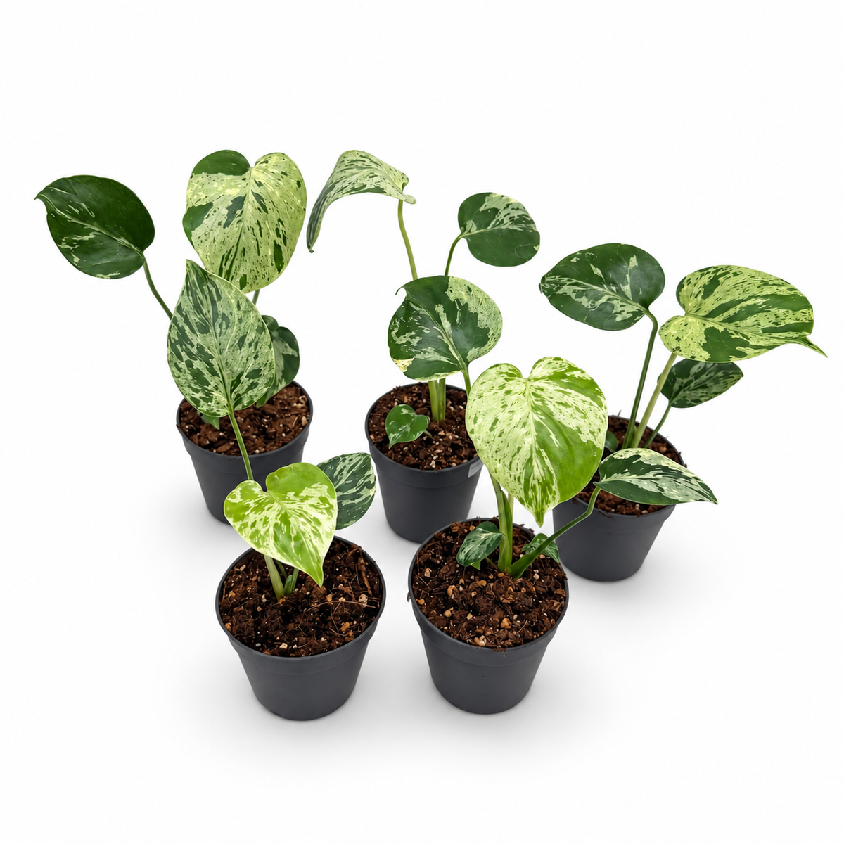 Monstera Deliciosa “Bulbasaur”