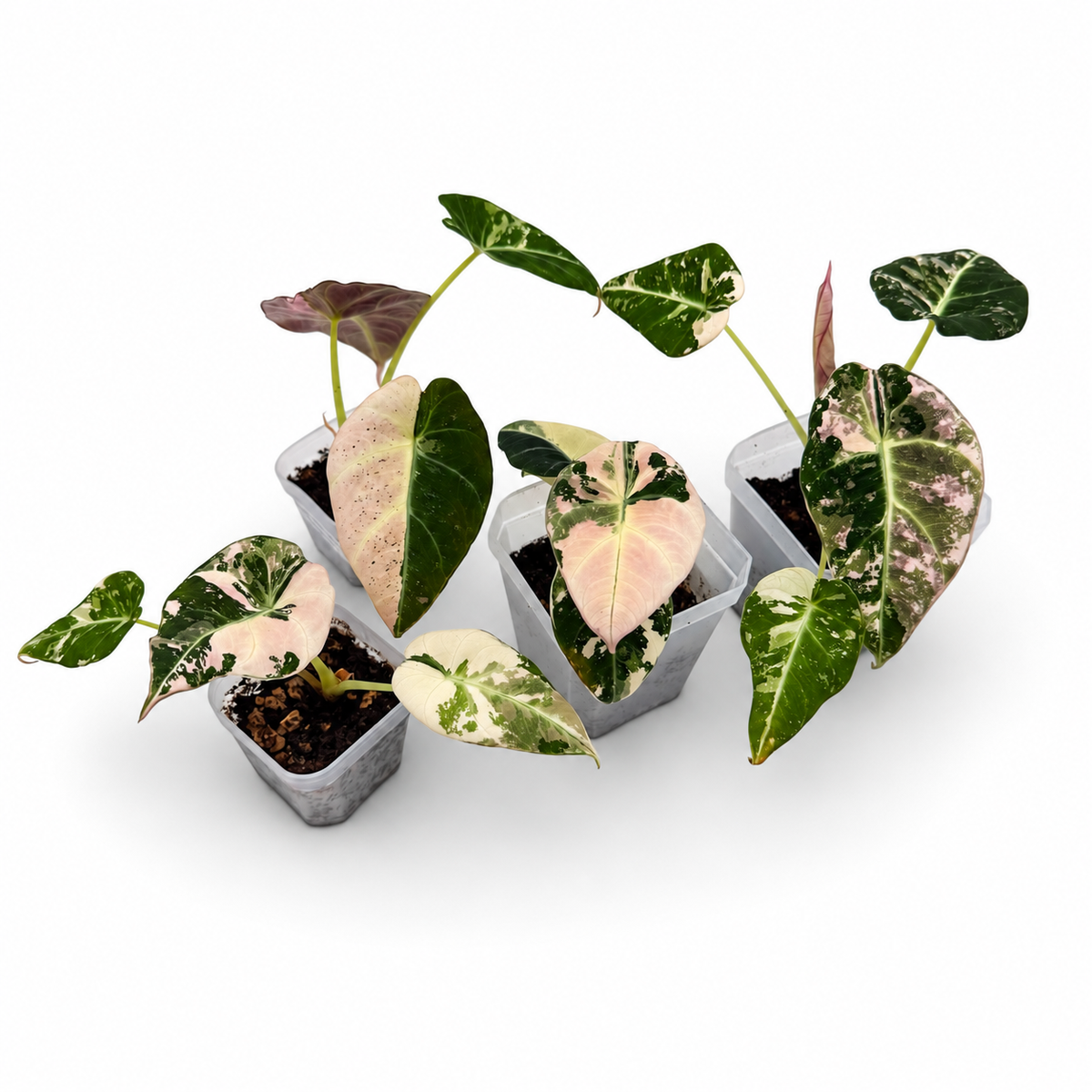 Alocasia Black Velvet Pink Variegata