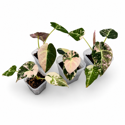 Alocasia Black Velvet Pink Variegata