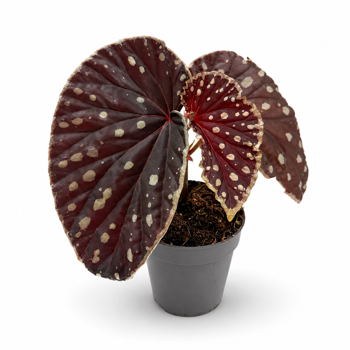 Begonia (darthvaderiana × malachosticta)