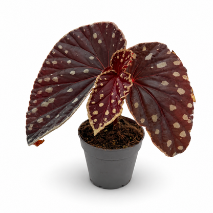 Begonia (darthvaderiana × malachosticta)