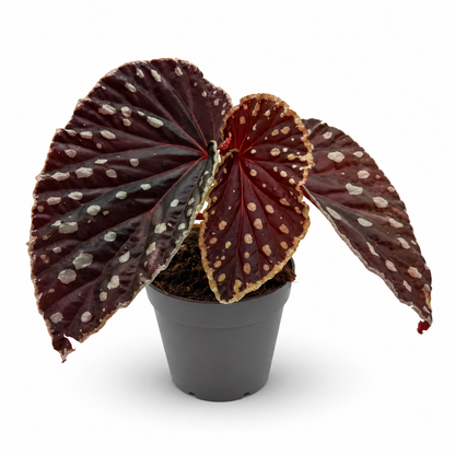 Begonia (darthvaderiana × malachosticta)