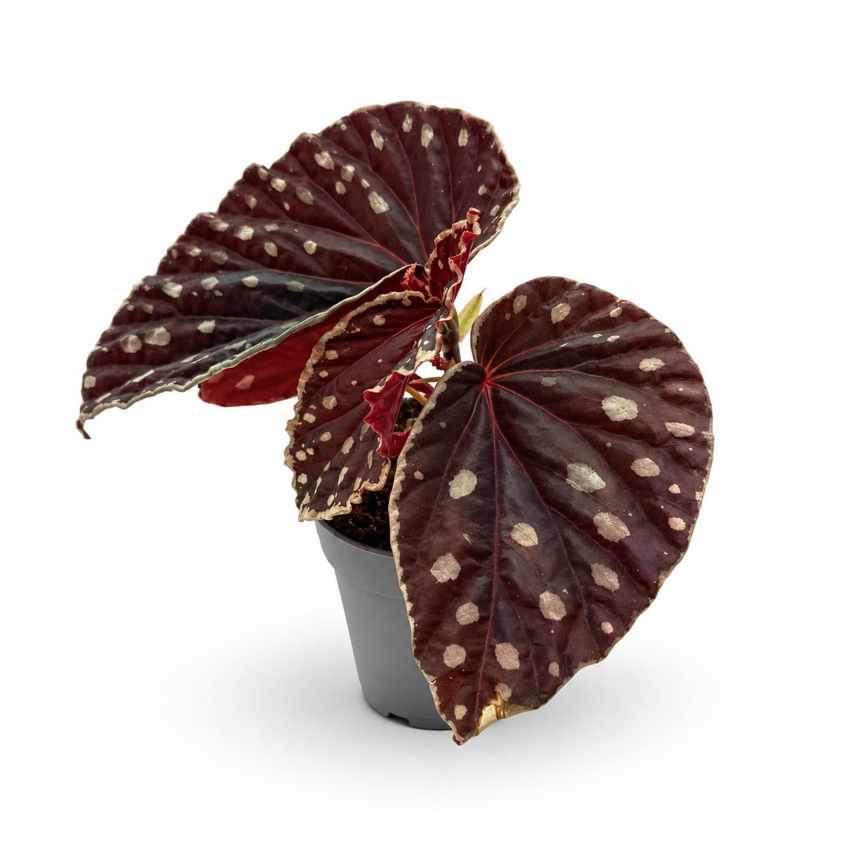 Begonia (darthvaderiana × malachosticta)