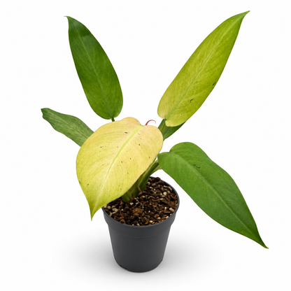 Philodendron Whipple Way
