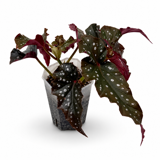 Begonia Maculata "Black Forest"