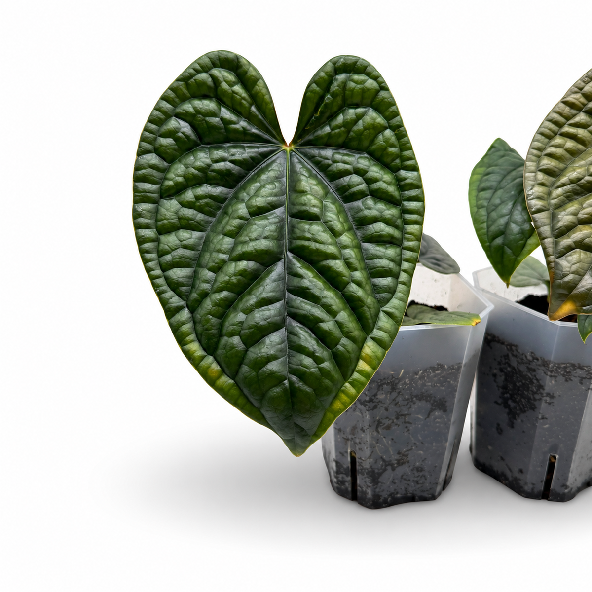 Anthurium Luxurians