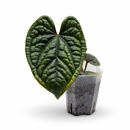 Anthurium Luxurians