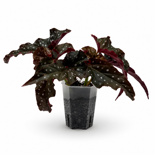 Begonia Maculata "Black Forest"
