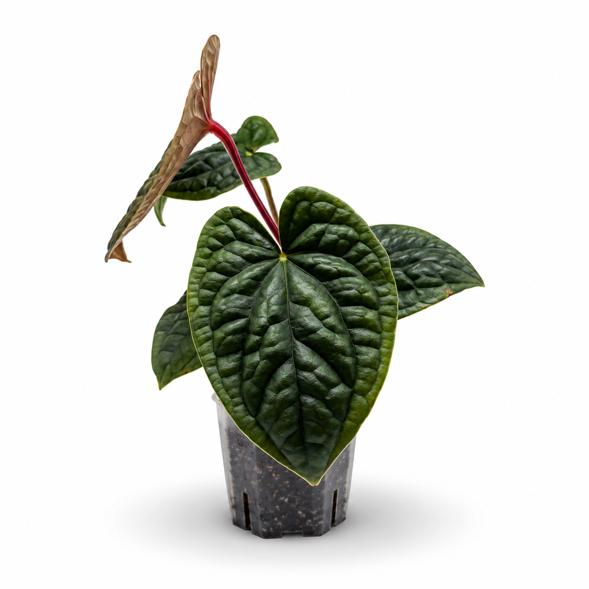 Anthurium Luxurians