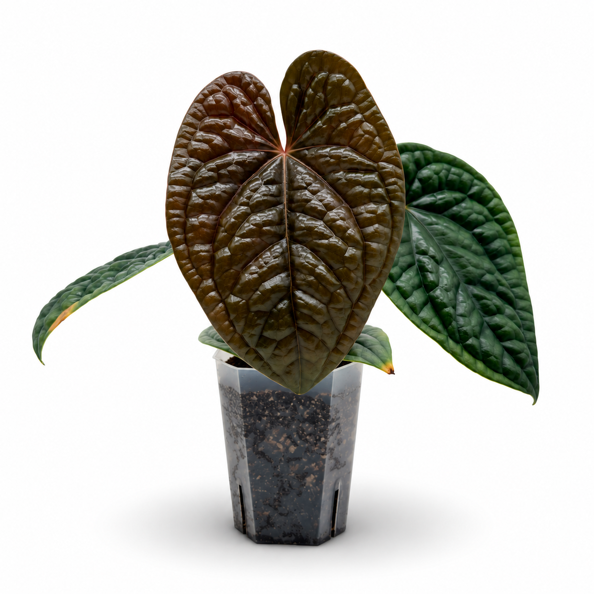 Anthurium Luxurians
