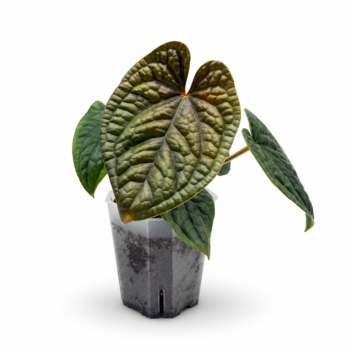 Anthurium Luxurians