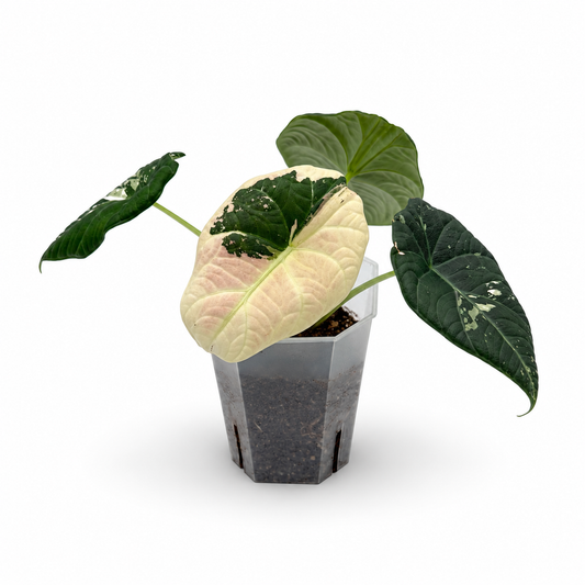 Alocasia Maharani Albo Variegata
