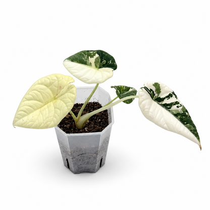 Alocasia Maharani Albo Variegata