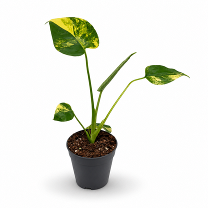 Monstera Deliciosa Aurea Variegata ‘Yellow Marilyn’
