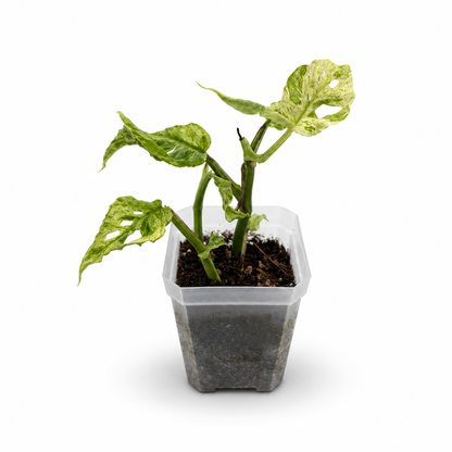 Monstera Adansonii ‘Frozen Freckles’ - Junge Pflanze aus unserer Zucht