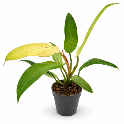 Philodendron Whipple Way